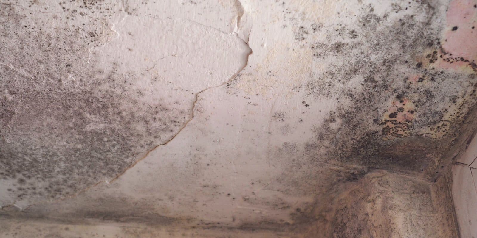 Close-up of a cracked, water-damaged ceiling corner covered in black and gray mold, with peeling plaster and a damp, neglected atmosphere.
