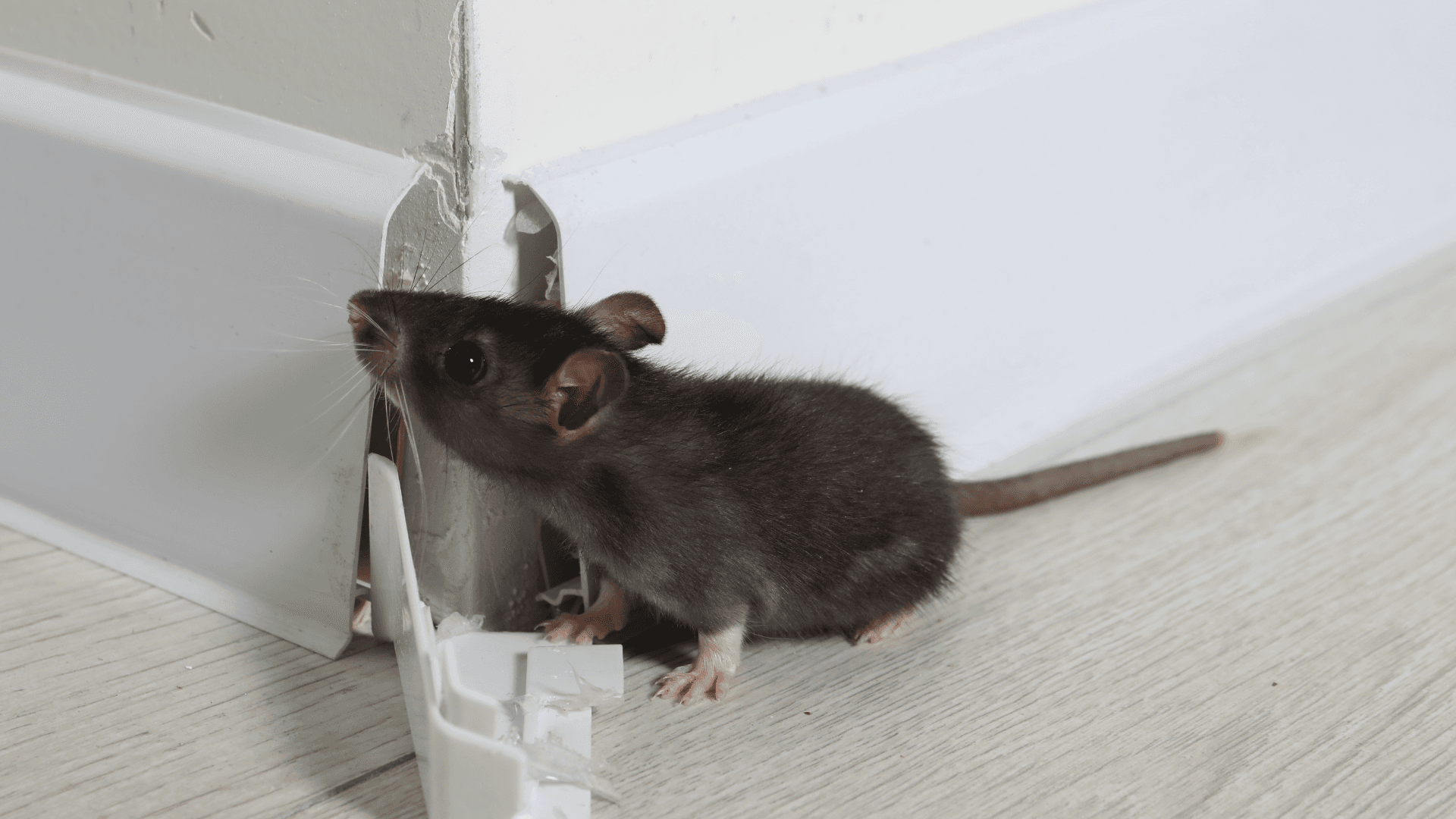 Small brown mouse with large ears and long tail stands beside a damaged white wall corner indoors, creating a curious, unexpected scene.