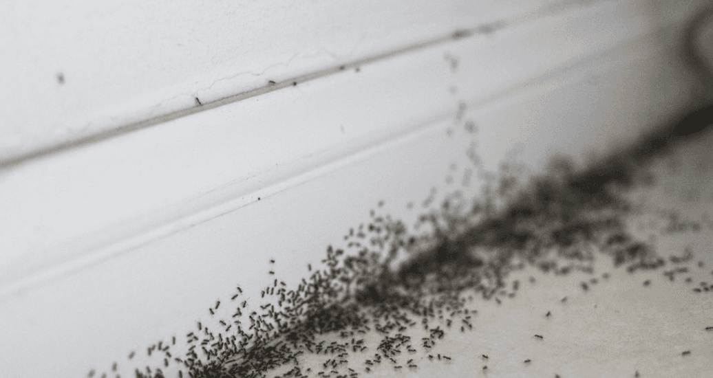 Close-up of hundreds of tiny black ants swarming along the seam between a white wall baseboard and dusty floor, creating an unsettling tone.
